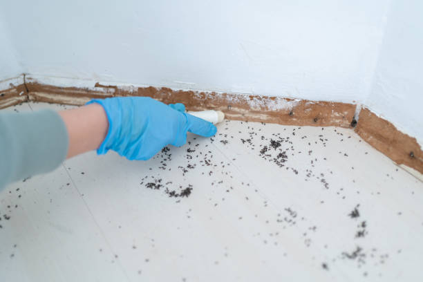 Wasp Removal Services in Cecilia, LA